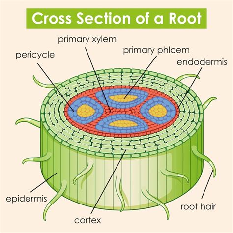 a cross section diagram 